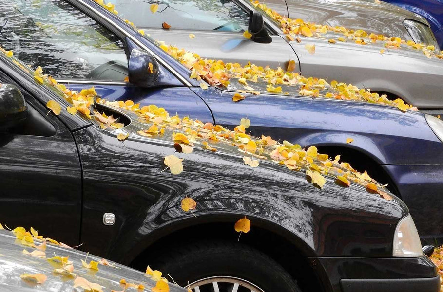 Can Falling Leaves Damage Your Car?
