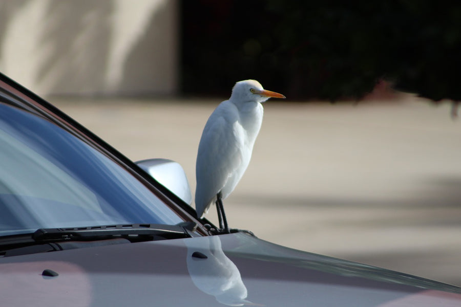 Gone to the Birds: How to Protect Your Car from Bird Poop